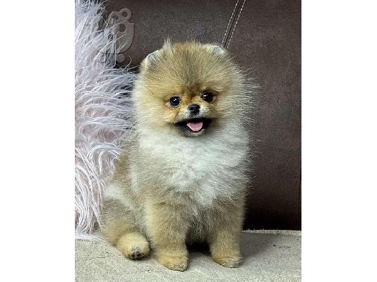 Pomeranian, καθαρόαιμα κουτάβια